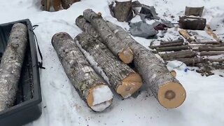 The Start of Firewood (2022)