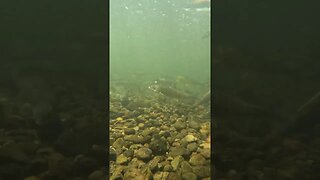 Viewing fish underwater with GoPro
