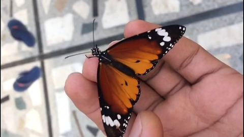 Beautiful Butterfly needs love & not afraid of humans