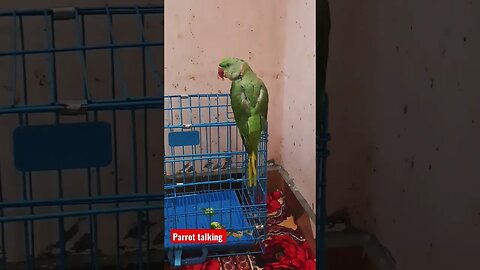 Parrot talking #cute