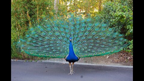 *Peacock feathers..*