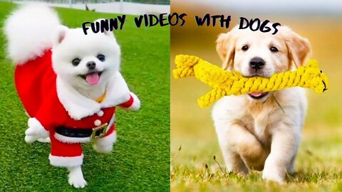 Baby Dogs Cute and Funny Dog Videos. 6 Minutes of Funny Puppy Videos 2022 try not to laugh