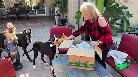 Great Dane And Puppy Have Great Fun Opening First Gift Box