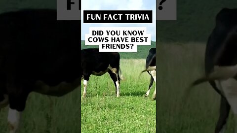 Fun Fact Trivia: Cow BFF'S What? #youtubeshorts #farm #cows