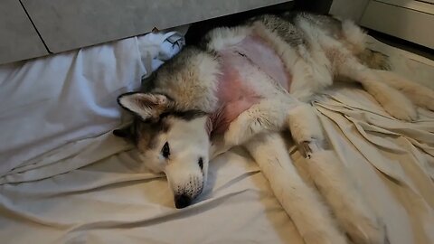 Pupper Shadow Post Surgery Update 5 (Post Staple Removal)