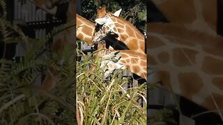 TARONGA ZOO GIRAFFES, CLOSE-UP 13-07-2012 🌏🦒🌿🦒🌱 🦒😊😀📸#travel #youtube #newvideo#subscriber#australia