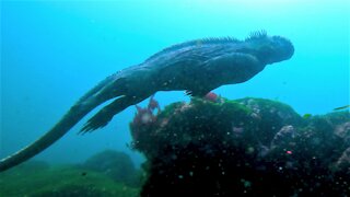 Marine iguanas of the Galápagos Islands are a wonder of evolvution