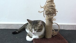 Cat Is so Attached to His Scratching Post