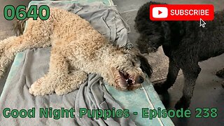 [0640] GOOD NIGHT PUPPIES - EPISODE 238 [#dogs #doggos #doggies #puppies #dogdaycare]