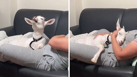 Pet goat takes a nap on her owner's lap