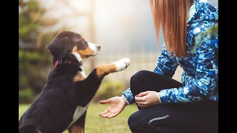 Guard Dog-Training Step by Step!!!