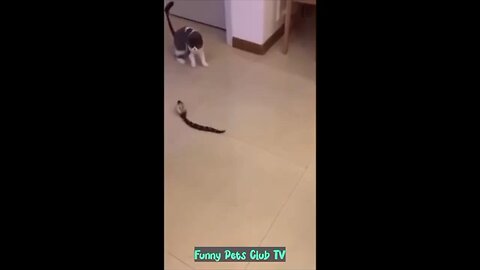 funny animals vedio (cat and dog)