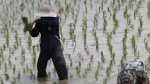 Why Does Rice be Sowed in Wet Areas?