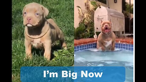 I'm a Big Kid Now Cute Baby Animals | Funny Pets City