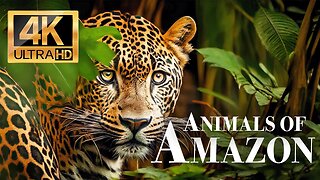 дикие животные Амазонки 4k - Замечательный фильм о дикой природе с успокаивающей музыкой