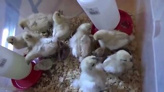 Off Grid Baby Chickens Update & Started Gardening