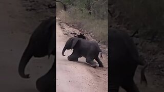 Baby Elephant Trips Up! #shorts