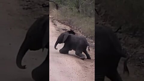 Baby Elephant Trips Up! #shorts