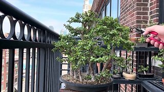 Mini jade (portulacaria afra) bonsai forest