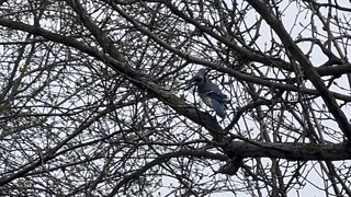 Blue Jay tracking 😊