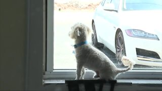 New doggy daycare wants to help you with your pandemic pets