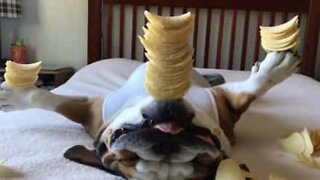 Ce bulldog est le plus immobile au monde!