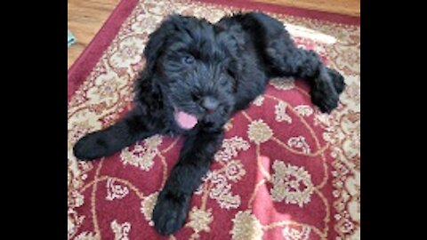 Giant Schnauzer Puppy