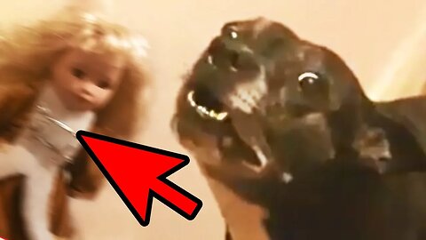 5 Dogs That Saw Something Their Owners Couldn't See - Ghosts & Paranormal