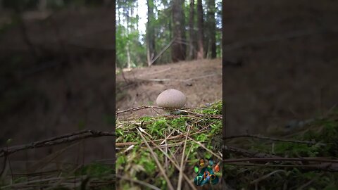 Puffball in the pines.