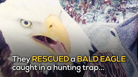 Bald Eagle Rescued By Hunters in Canada