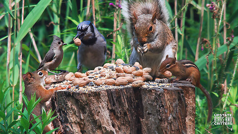 Cat TV 🐱 Dog TV 🐶 Upstate Birds And Critters: Ep 325— 072024