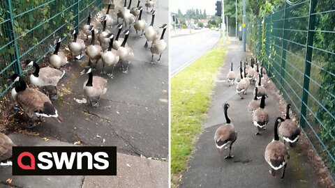Man spends more than two hours ushering 40 GEESE to safety after spotting them along busy street