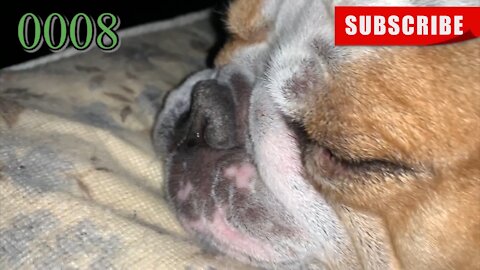 the[DOG]diaries [0008] Snoring Chonkers. [#dogs #doggies #thedogdiaries]