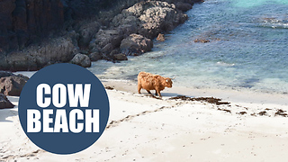 Highland cow enjoys dip in the ocean