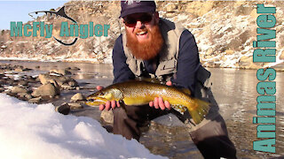 Large Wild Brown Trout Caught on the Animas River