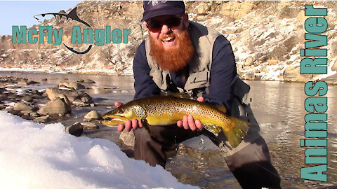 Large Wild Brown Trout Caught on the Animas River