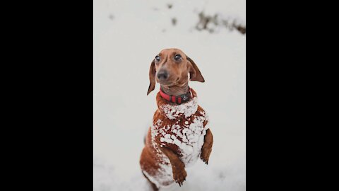 Dog planing in the snow!!