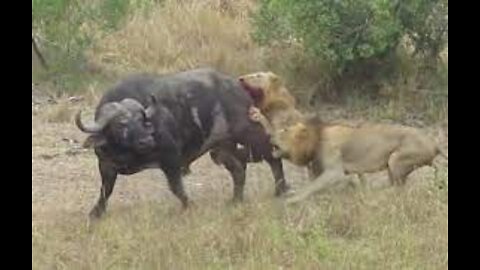 500 ANGRY BUFFALO KILLS LION ► Leopard, Lion Hunt Buffalo, Wildebeest All Failed !
