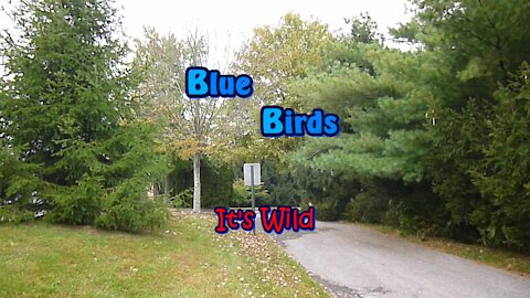 Blue Birds – It’s Wild