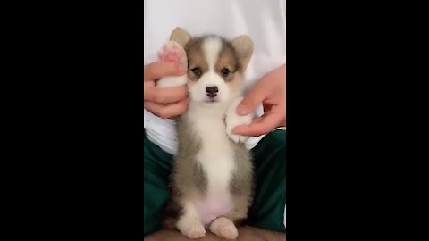 Adorable Puppy Dancing