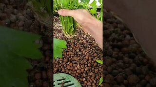 Celery in aquaponics