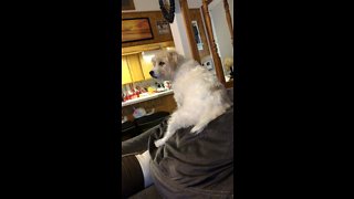 Milo Watches DogTv