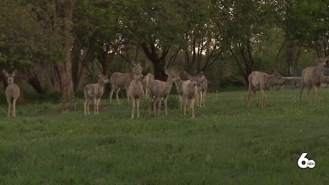 Excessive heatwaves impact on Idaho's wildlife