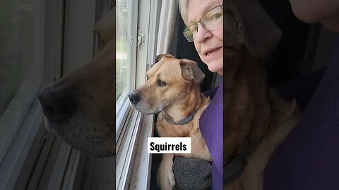 Momma helps me find da squirrels! #squirrelhunting #lifewithdogs