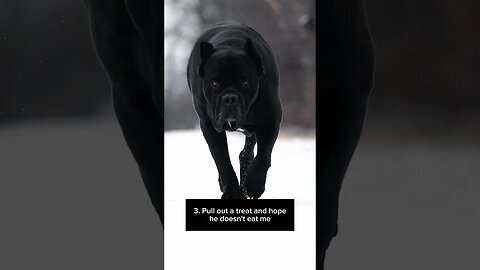 What would you do if you saw this beast walking towards you? #shorts #dog #canecorso