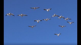 Snow Geese in Richmond, BC, Canada.