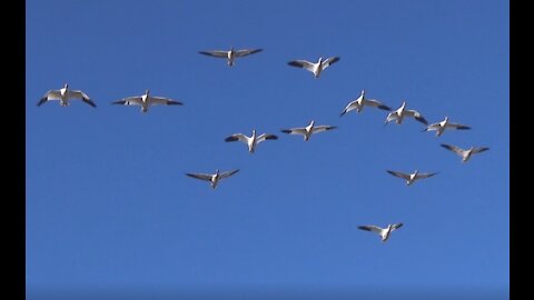 Snow Geese in Richmond, BC, Canada.