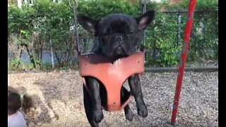 This French bulldog hates swinging