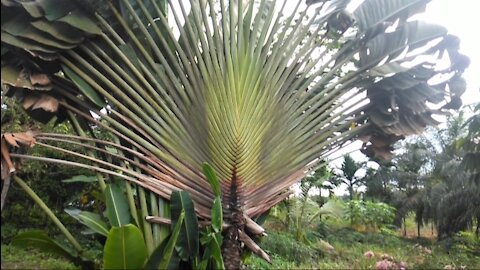 fan banana tree