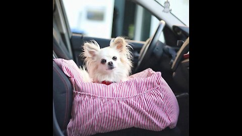 Pet Carrier Sofa Seat 😍 Cool Gadgets